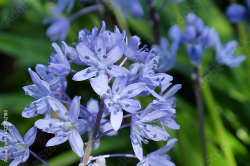 Blue Turkish Squill  Scilla bithynica  in flower