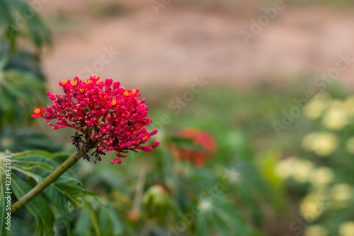 Jatropha multifida, Fuchsia flowers for phrases or backgrounds photo