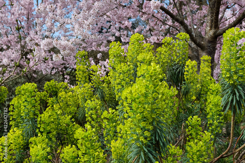 Green wood spurge,  'Euphorbia characias subsp. wulfenii' in flower photo