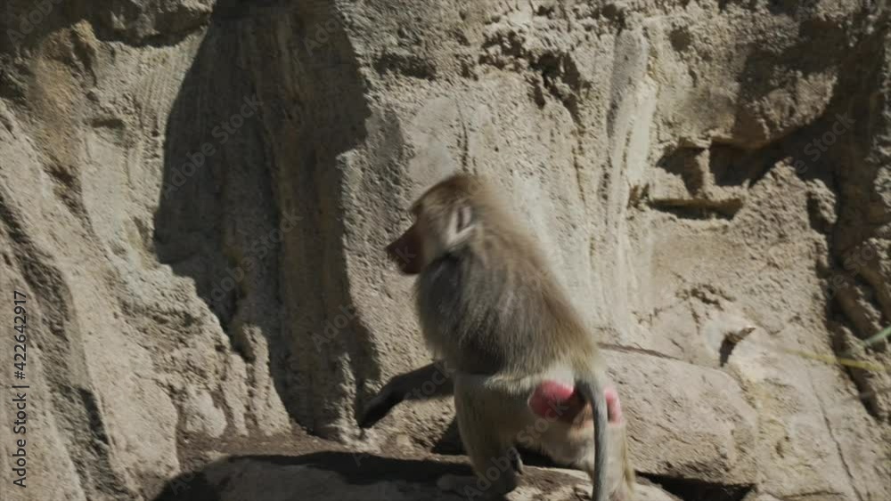 This video shows follows a wild Hamadryas Baboon climbing up a rocky terrain. This video shows follows a wild Hamadryas Baboon climbing up a rocky terrain.