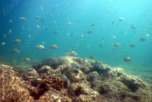 Fototapeta Naklejka Na Ścianę i Meble -  Costa Rica Pacific Sea life