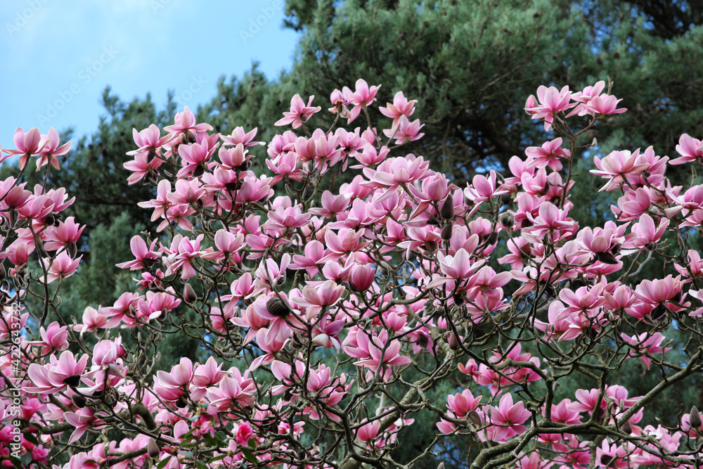 'Magnolia x Soulangeana', or pink saucer magnolia in bloom 'Magnolia x Soulangeana', or pink saucer magnolia in bloom