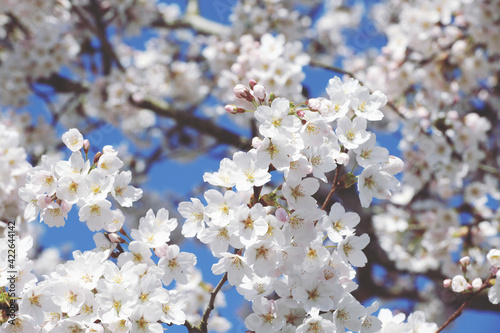 White cherry blossom in flower during the spring