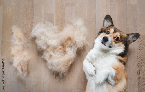 welsh corgi pembroke dog with shedded fur funny photo photo