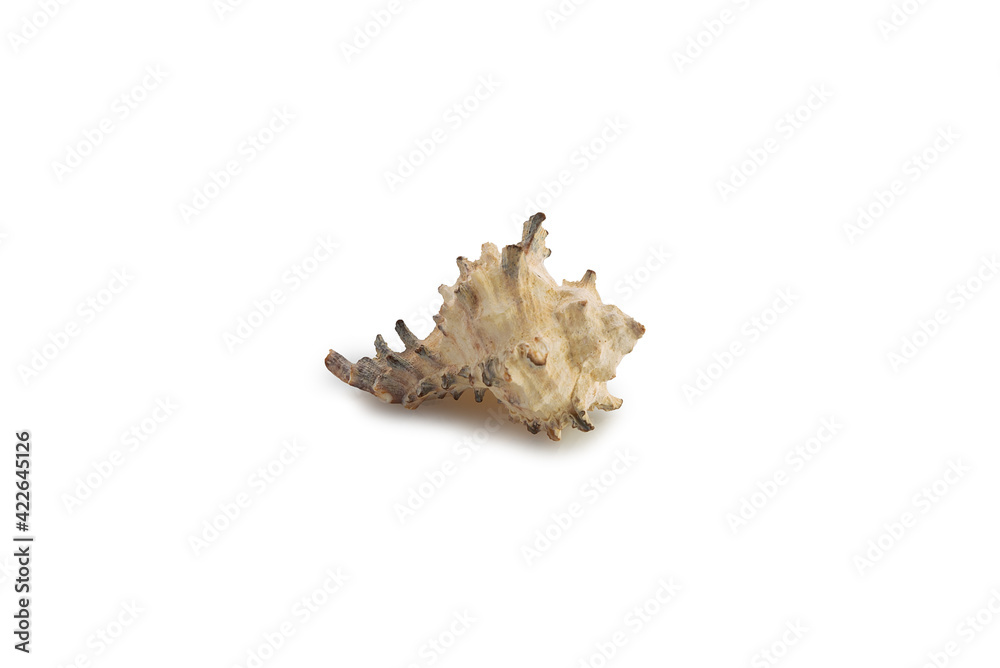 Sea shell light, on a white background Sea shell light, on a white background