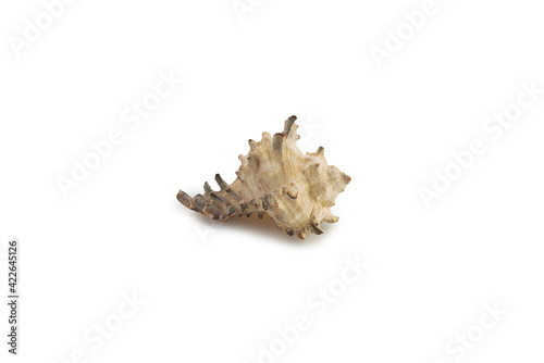 Sea shell light, on a white background