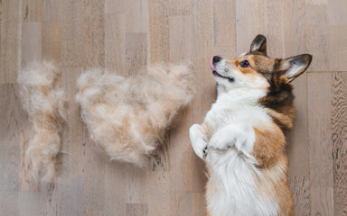 welsh corgi pembroke dog with shedded fur funny photo