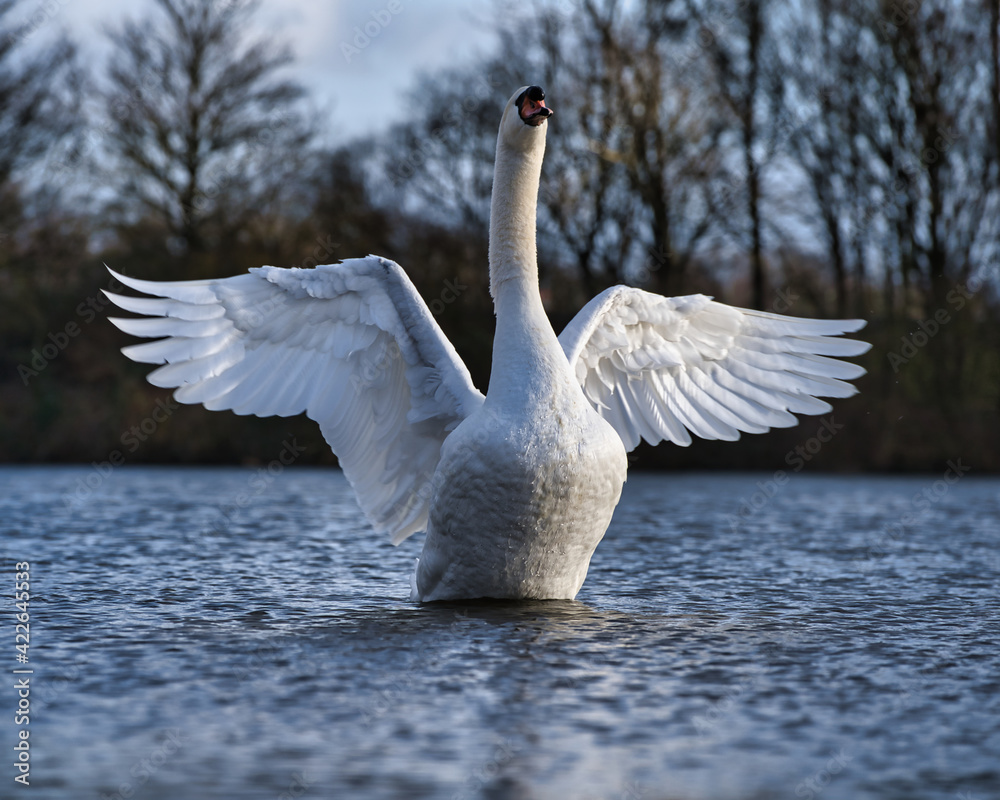 Schwan mit ausgebreiteten Flügel
