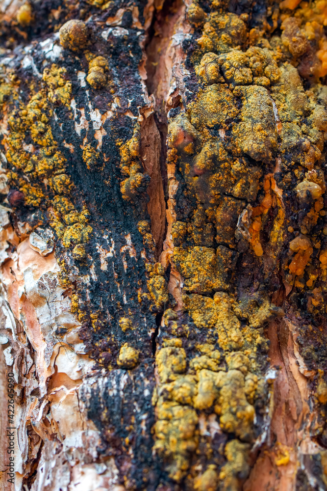 Pine resin amber color flows down the bark of the tree. Damaged pine bark dripping sticky resin Pine resin amber color flows down the bark of the tree. Damaged pine bark dripping sticky resin