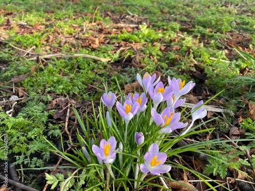 Spring flowers, purple crocus in a field with trees in the background in a spring sunny day in England