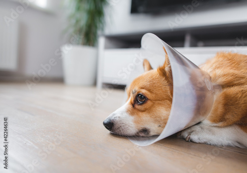 dog after surgery wearing a cone, welsh corgi pembroke dog