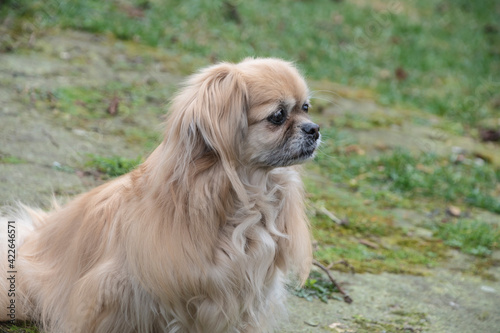 Konstfotografi Purebred Tibetan Spaniel dog outdoors in the nature on grass meadow on a summer day