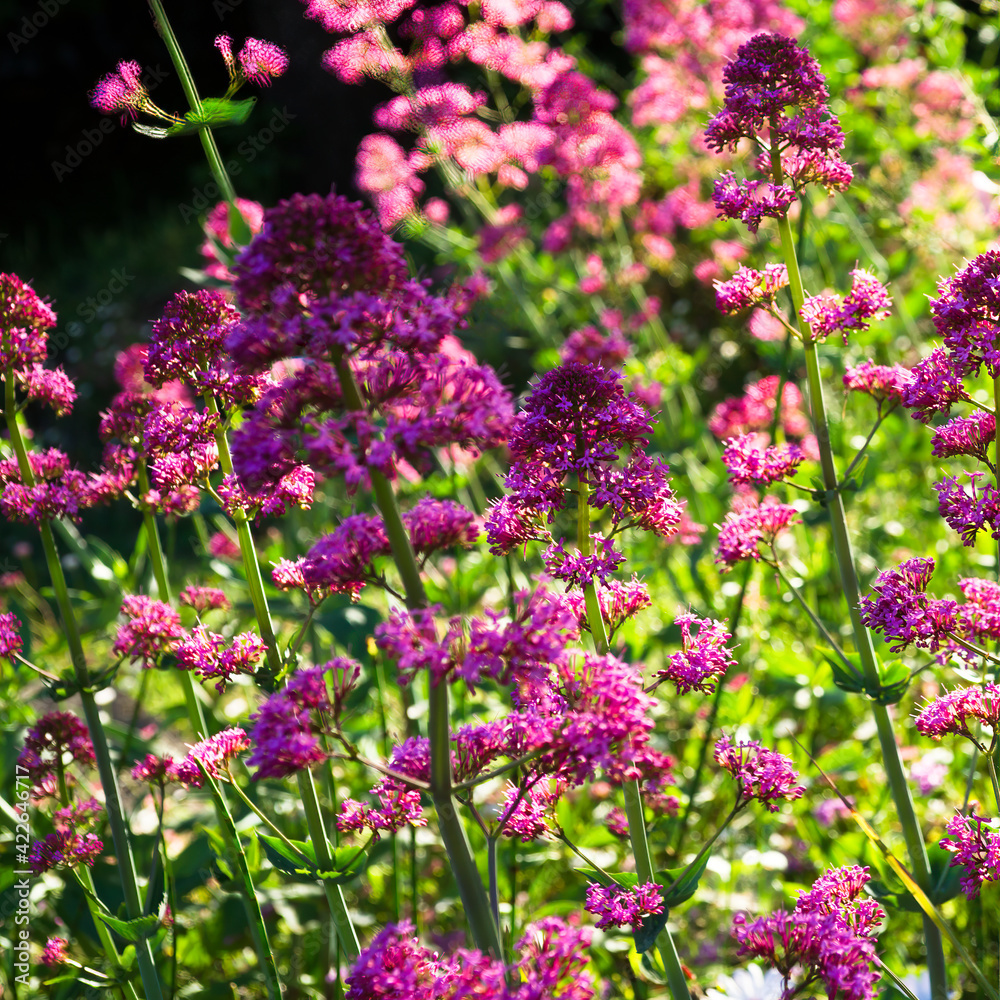 Pink valerians (Valeriana officinalis), blooming in a ray of sunshine in May in the south of France.