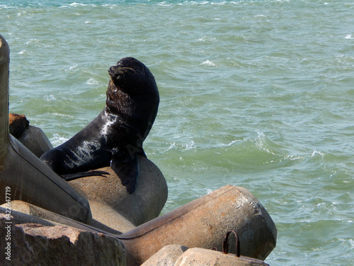 Photography sea lion on the beach