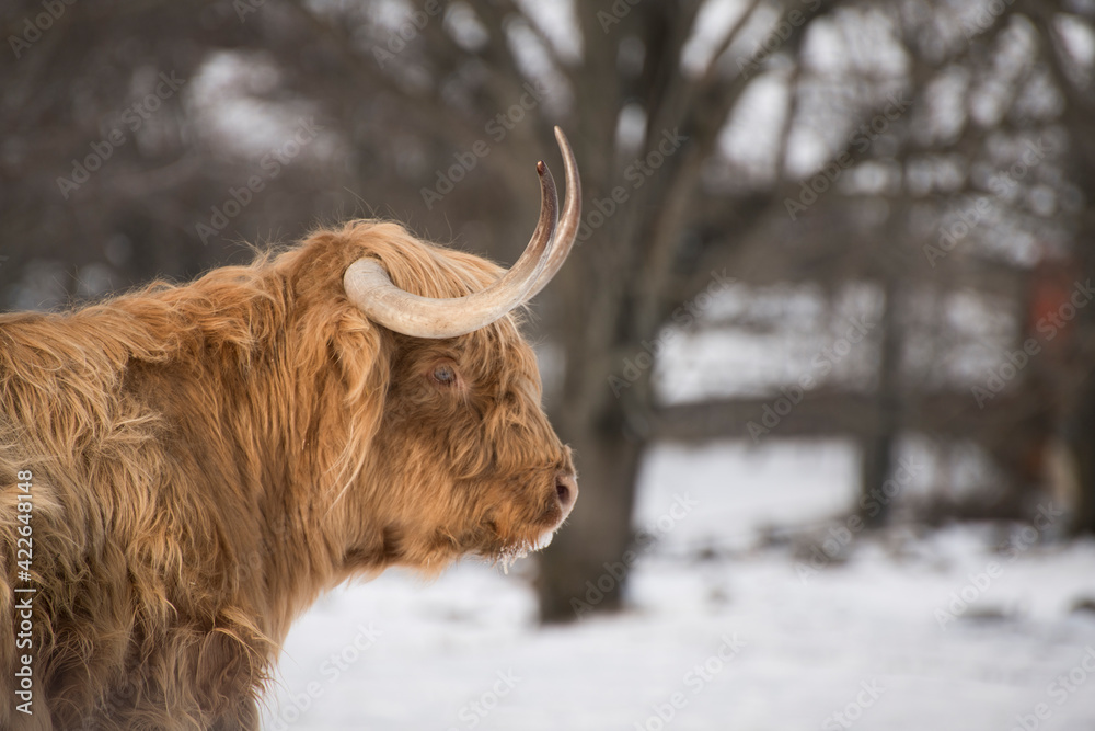 higland cow in winter nature