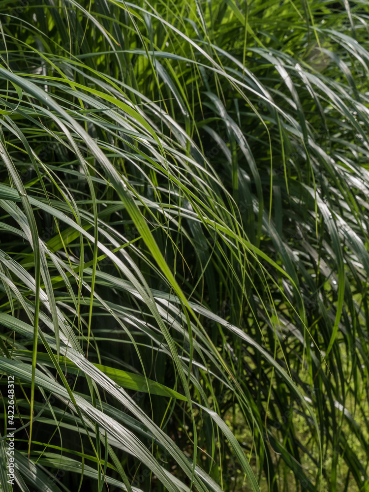 green grass in the wind green grass in the wind