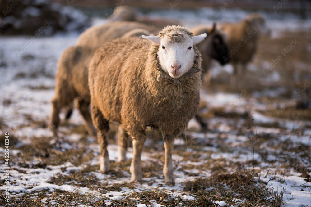 sheep in winter sheep in winter