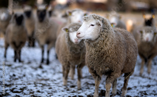 Fototapeta Naklejka Na Ścianę i Meble -  sheep in winter