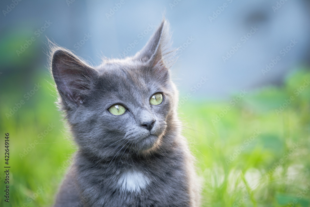 Outdoors portrait of a young cat