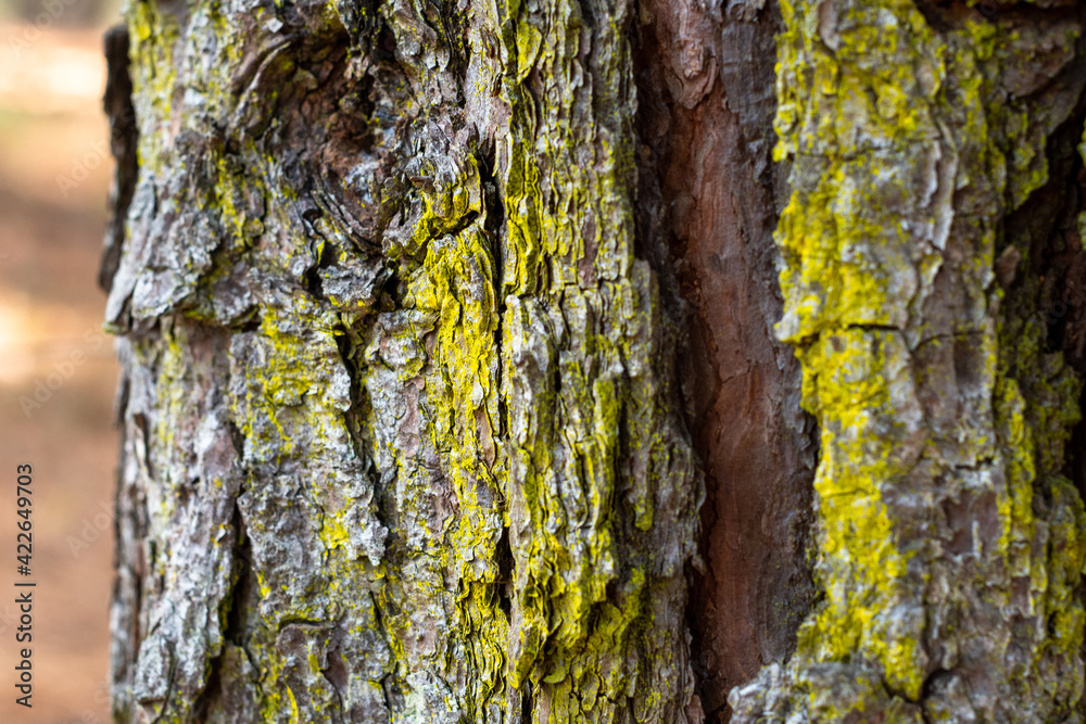 Layered pine tree bark background with mossy green lichen ~BARK OF A TREE~ Layered pine tree bark background with mossy green lichen ~BARK OF A TREE~
