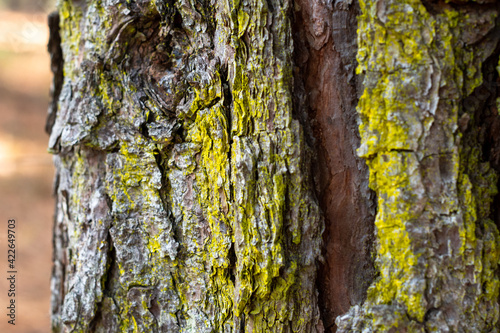Fototapeta Naklejka Na Ścianę i Meble -  Layered pine tree bark background with mossy green lichen ~BARK OF A TREE~