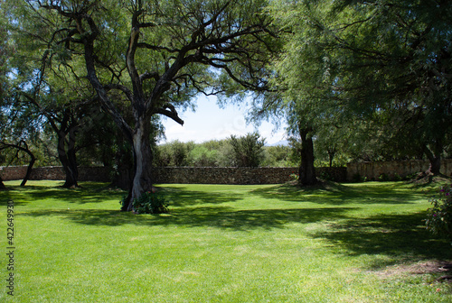 Vineyard garden with trees and grass in sunny day