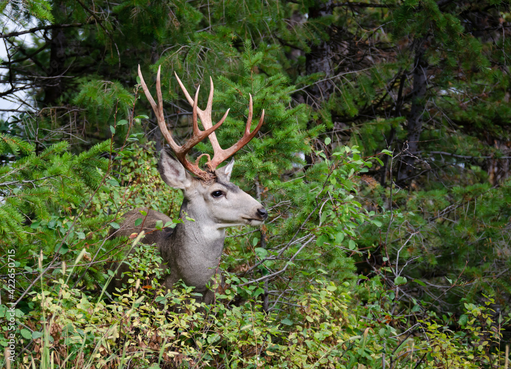 Trophy mule deer buck, 10 point, in natural outdoor setting. Wildlife scene of majestic mature buck with large rack. Hunting for big game deer with antlers. Trophy mule deer buck, 10 point, in natural outdoor setting. Wildlife scene of majestic mature buck with large rack. Hunting for big game deer with antlers.