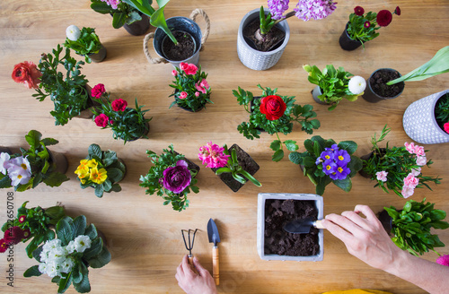 The gardener is transplanting a beautiful domestic flawers indoors photo