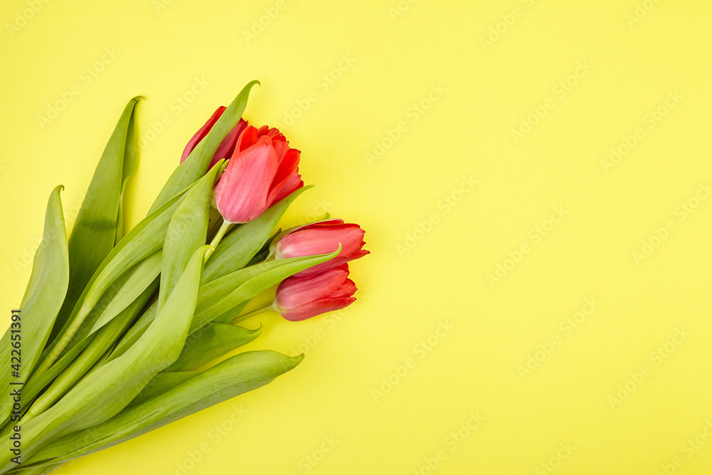 Red tulips on yellow background. Fresh spring flowers Red tulips on yellow background. Fresh spring flowers