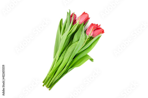 Red tulips flowers isolated on white background