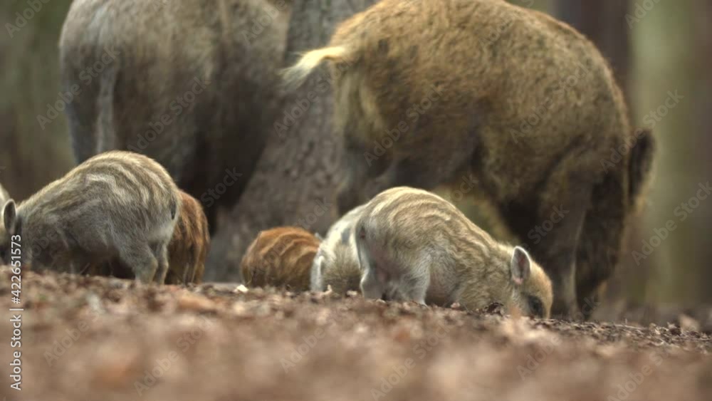 Closeup young wild boars Sus scrofa calm piggy looking for nutriment in dark wood. Wildlife tranquil scene of long furry animals. Strong nose and well smell sense to search food in omnivorous mammal. Closeup young wild boars Sus scrofa calm piggy looking for nutriment in dark wood. Wildlife tranquil scene of long furry animals. Strong nose and well smell sense to search food in omnivorous mammal.