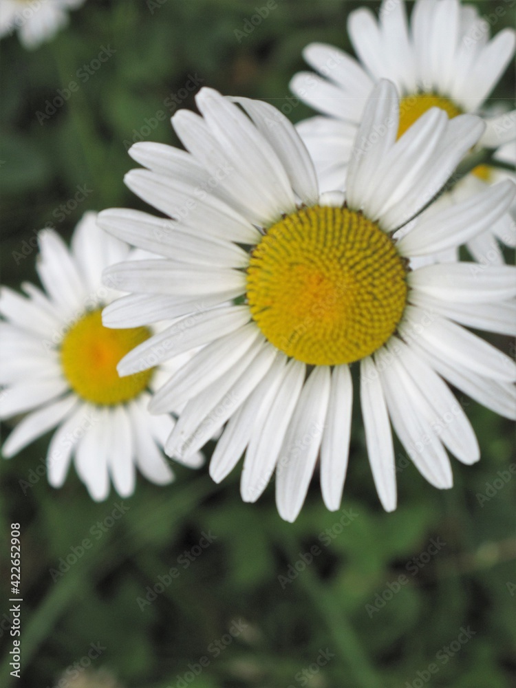 Fototapeta premium Closeup of daisies with white petals and yellow centers
