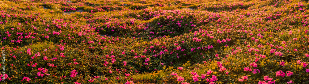 Beautiful valley with blossoming rhododendron flower on sunset