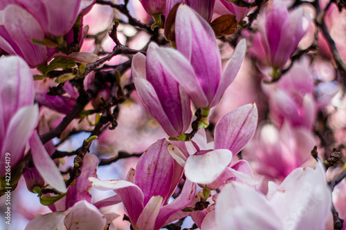 pink magnolia 