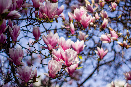 pink magnolia 