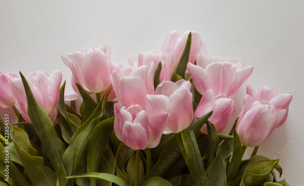 Fototapeta premium Pink tulips bouquet over the white background