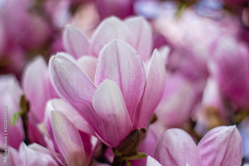 pink magnolia 