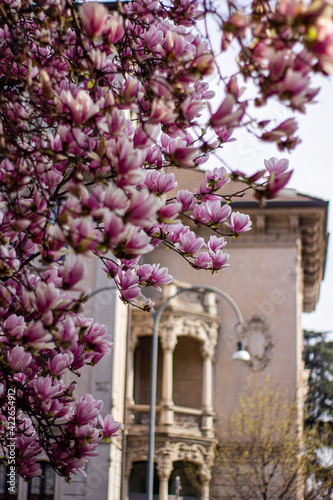 old town italian pink magnolia