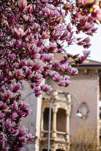old town italian pink magnolia