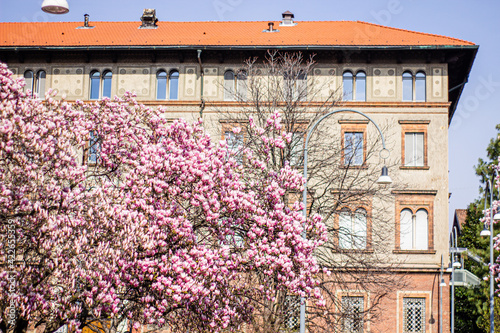 old town italian pink magnolia
