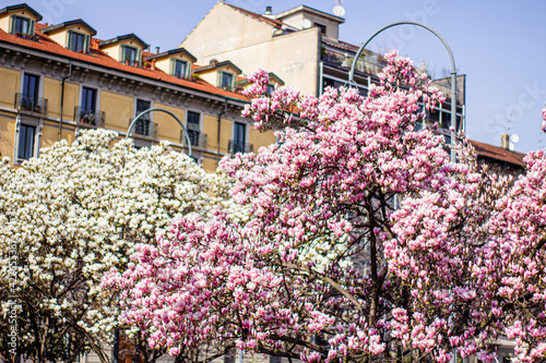 old town italian pink magnolia