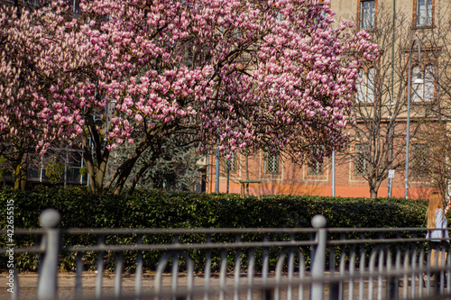 old town italian pink magnolia