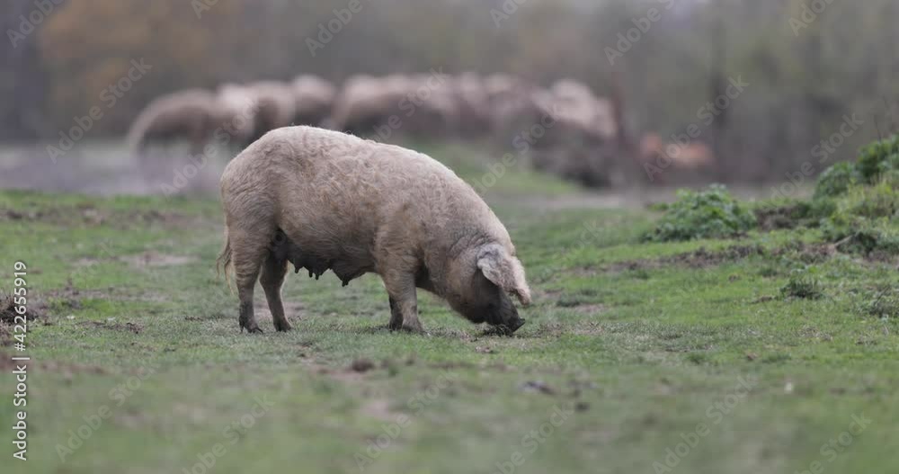 Old traditional pig mangulica digging in mud in field, healthy breeding and meat industry