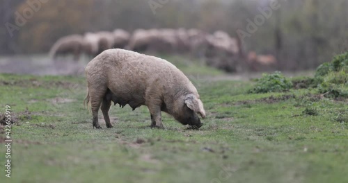 Old traditional pig mangulica digging in mud in field, healthy breeding and meat industry