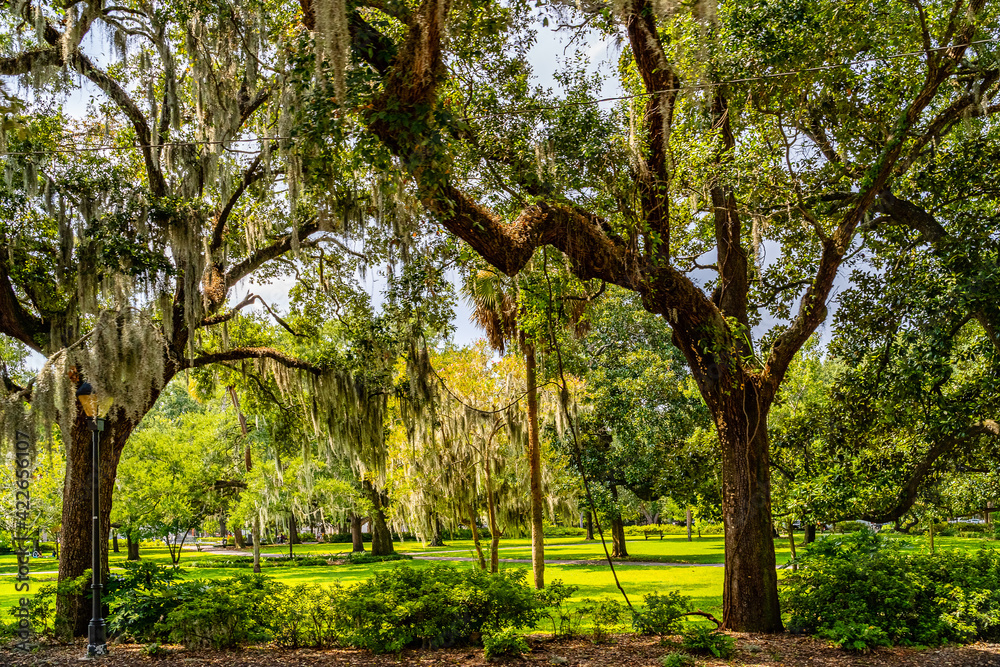 Fototapeta premium Beautiful park in downtown Savannah, Georgia, USA.