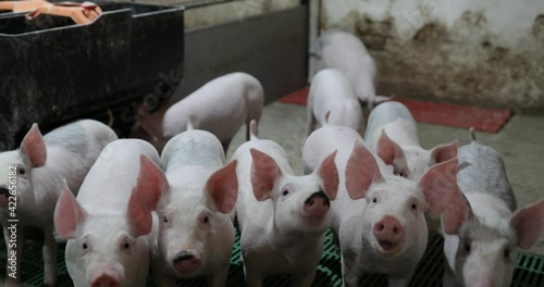 Cute curious pink piglets looking at camera and sniffing in modern pigpen