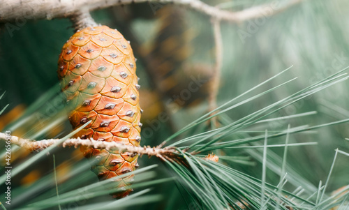 Photography Shortleaf pine or pinus echinata on tree