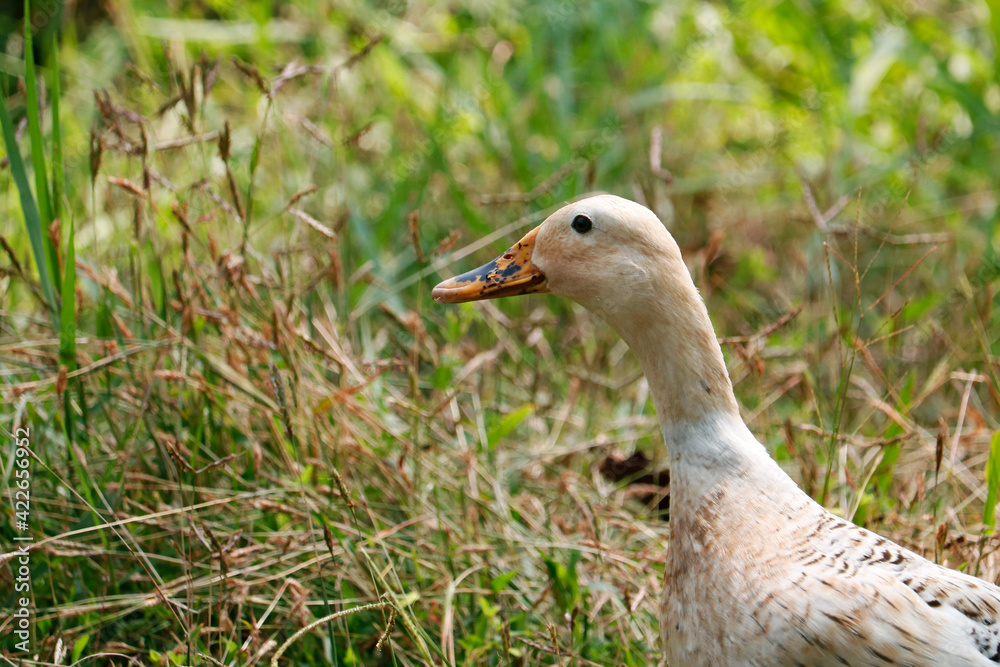 Obraz premium female duck neck in close up with green gras background