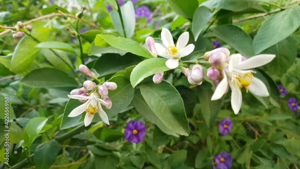 Lemon flowers in the garden Lemon flowers in the garden