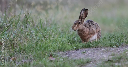 Wild rabbit sitting on meadow in forest and eating grass. Wildlife in natural habitat